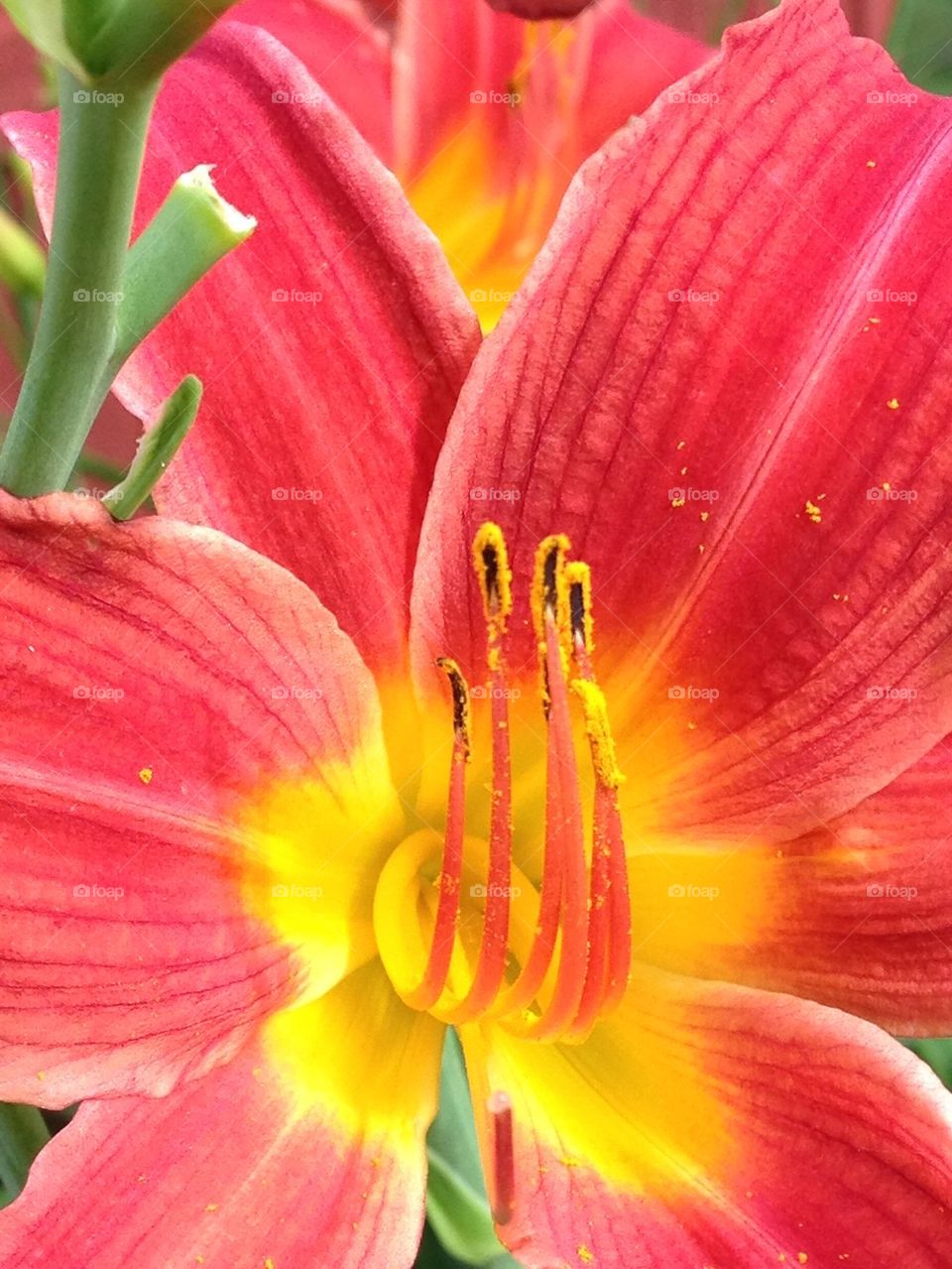 Daylilly