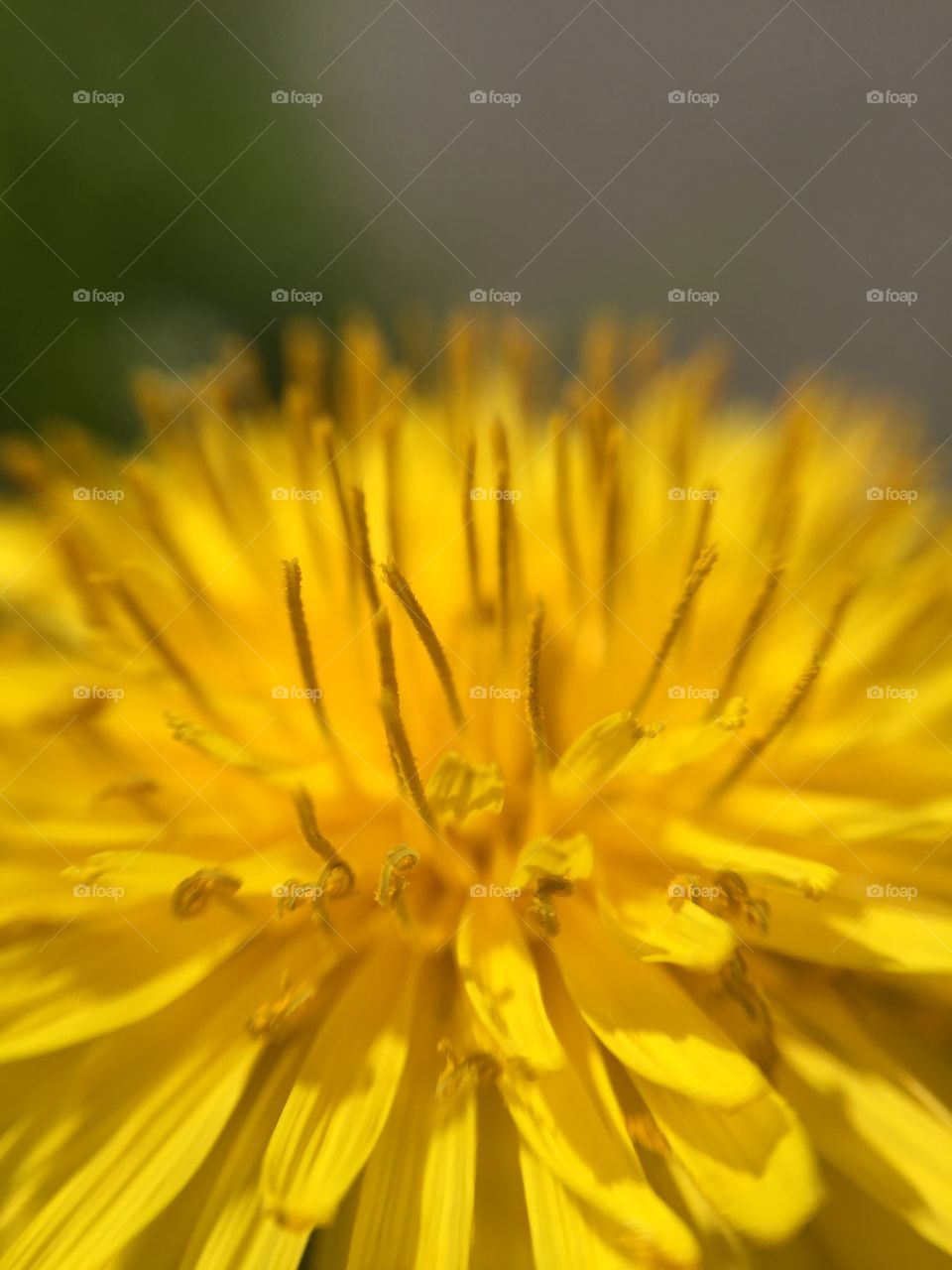 dandelion