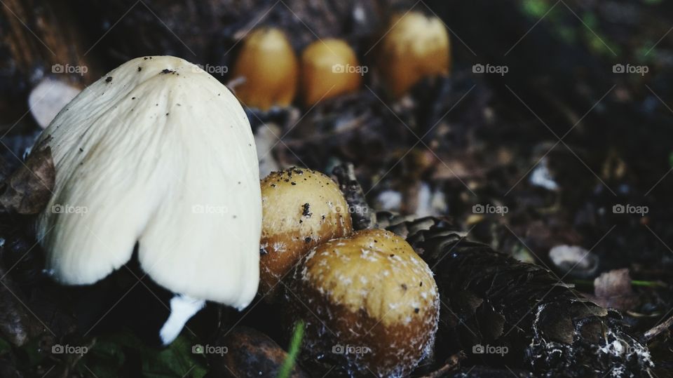 mushrooms. mushrooms forest spring trees nature