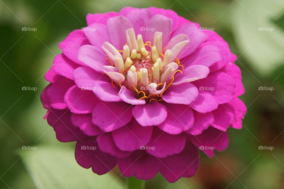 Blooming pink flower
