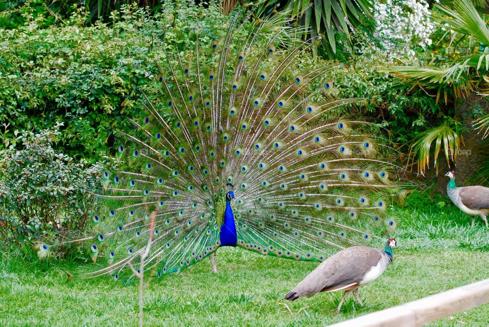 Close-up of peacock and peahen