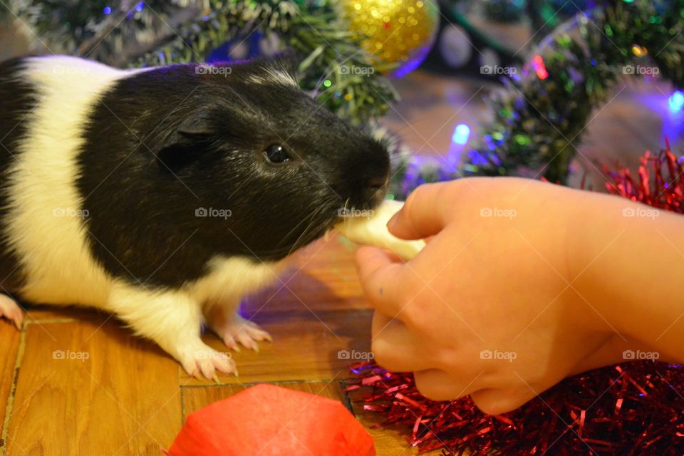 Person's hand feeding guinea pig