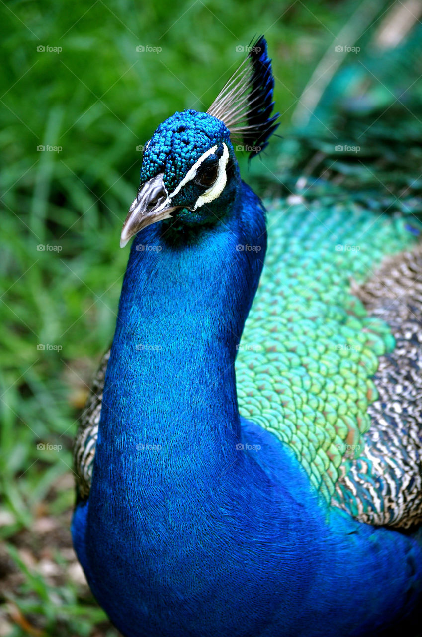 Close-up of peacock