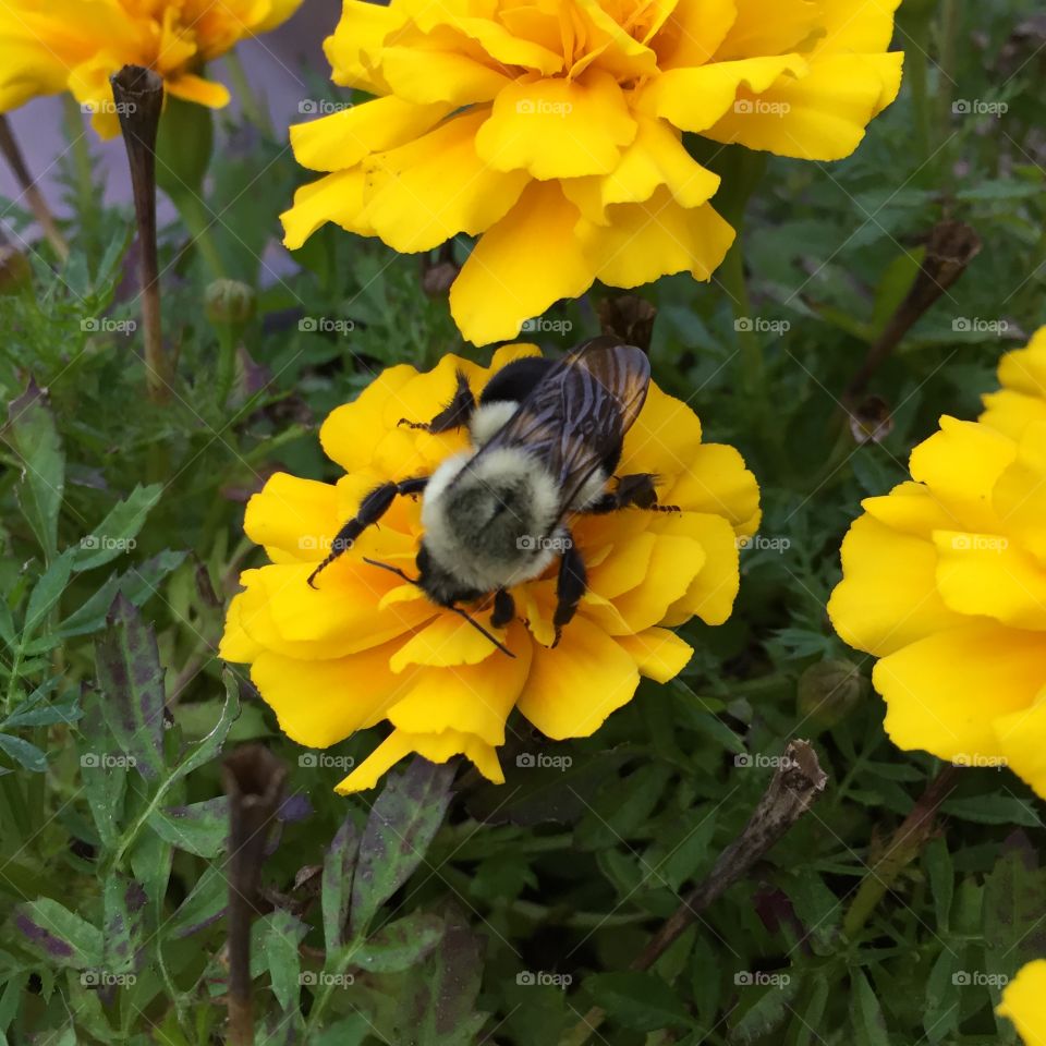 Bee
