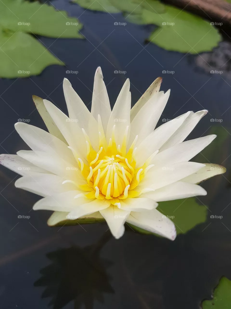 Lotus flower in the garden
