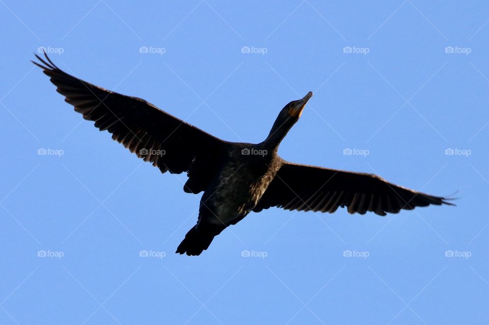 cormorant in flight