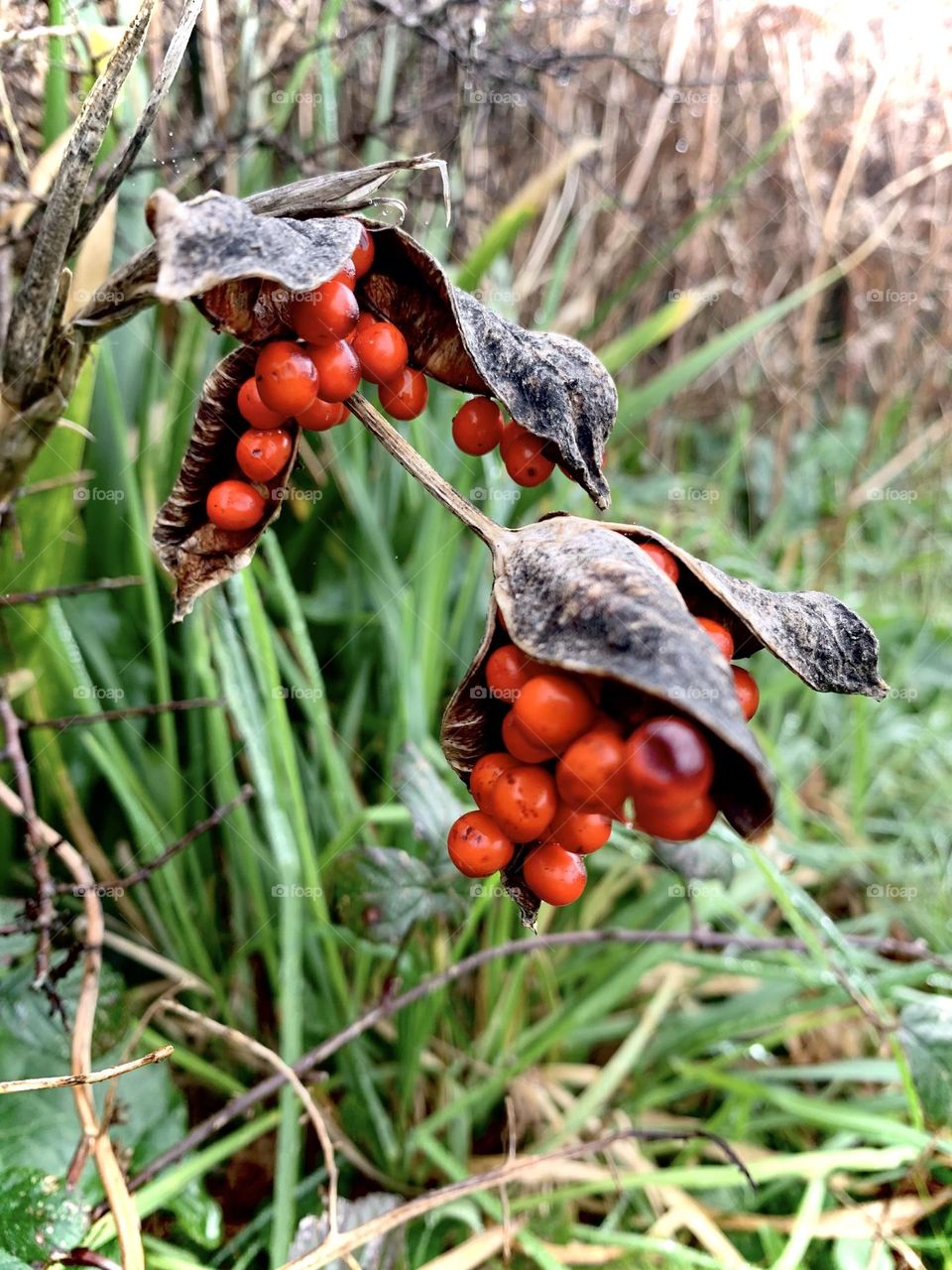 Just beautiful plant 