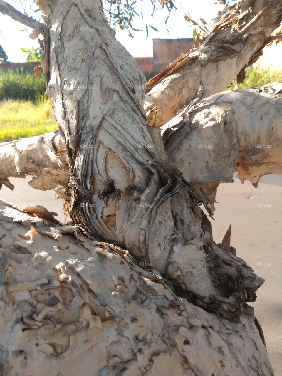 bem vindo foap natureza