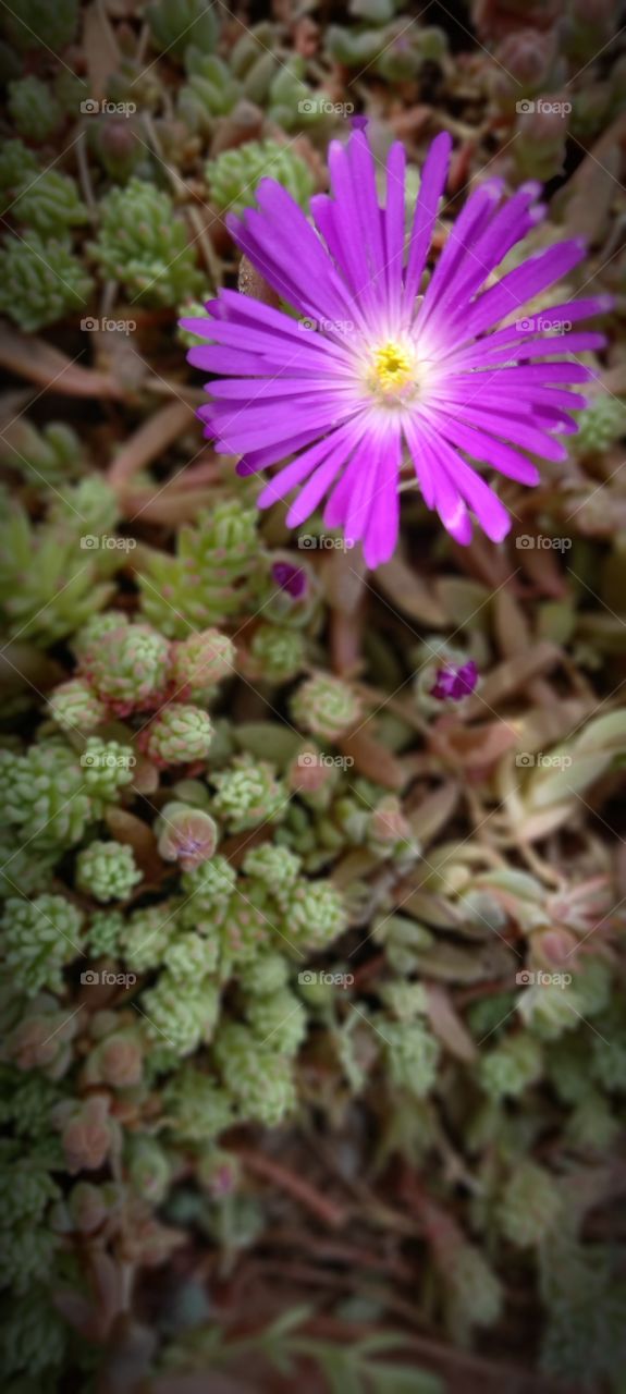 pink flower