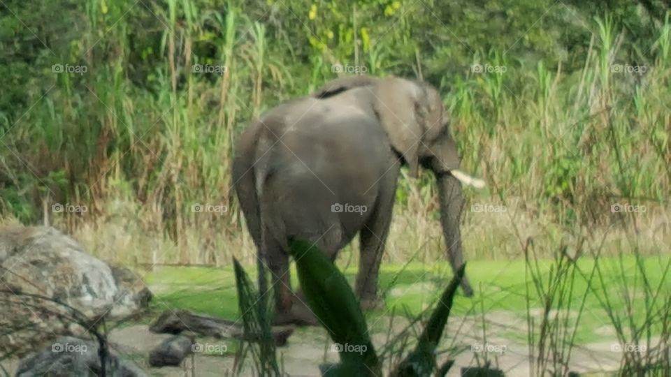 A majestic elephant makes his way through the grassland at Animal Kingdom at the Walt Disney World Resort in Orlando, Florida.