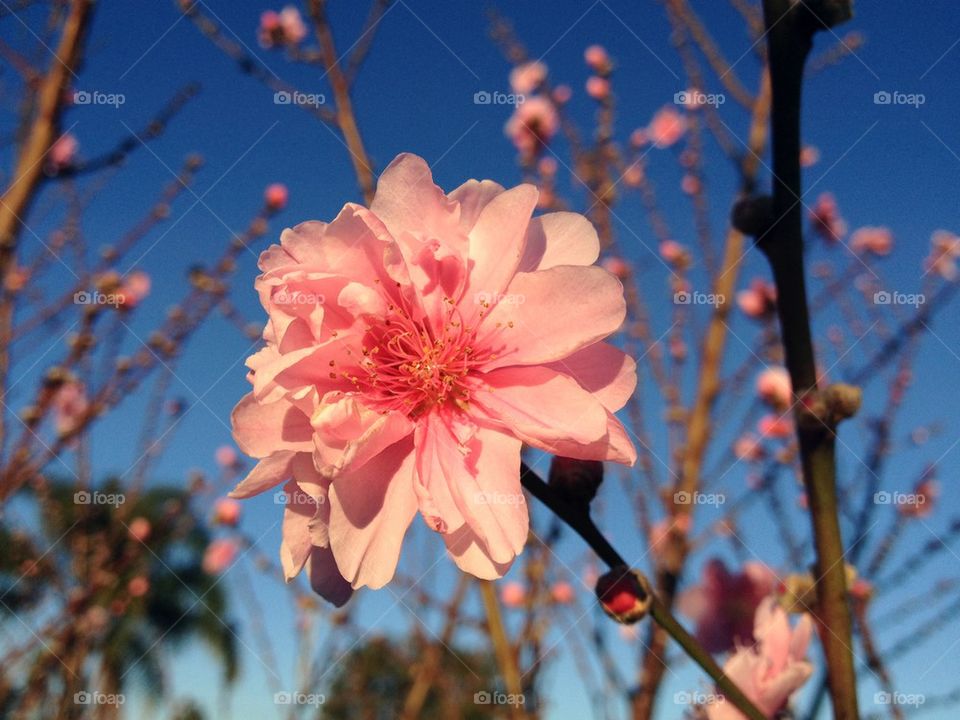 Close-up of cherry blossom