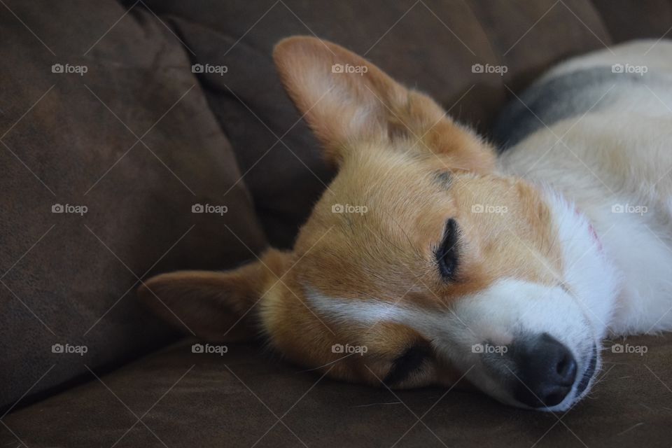 Dog sleeping on sofa