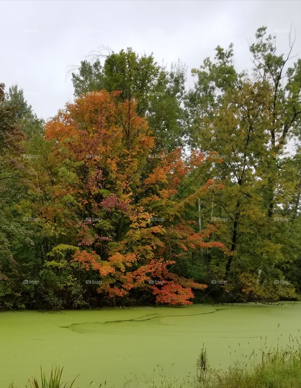 Fall, Tree, Leaf, Nature, Wood