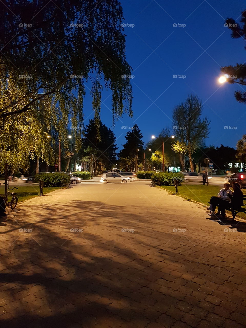 street with trees at night