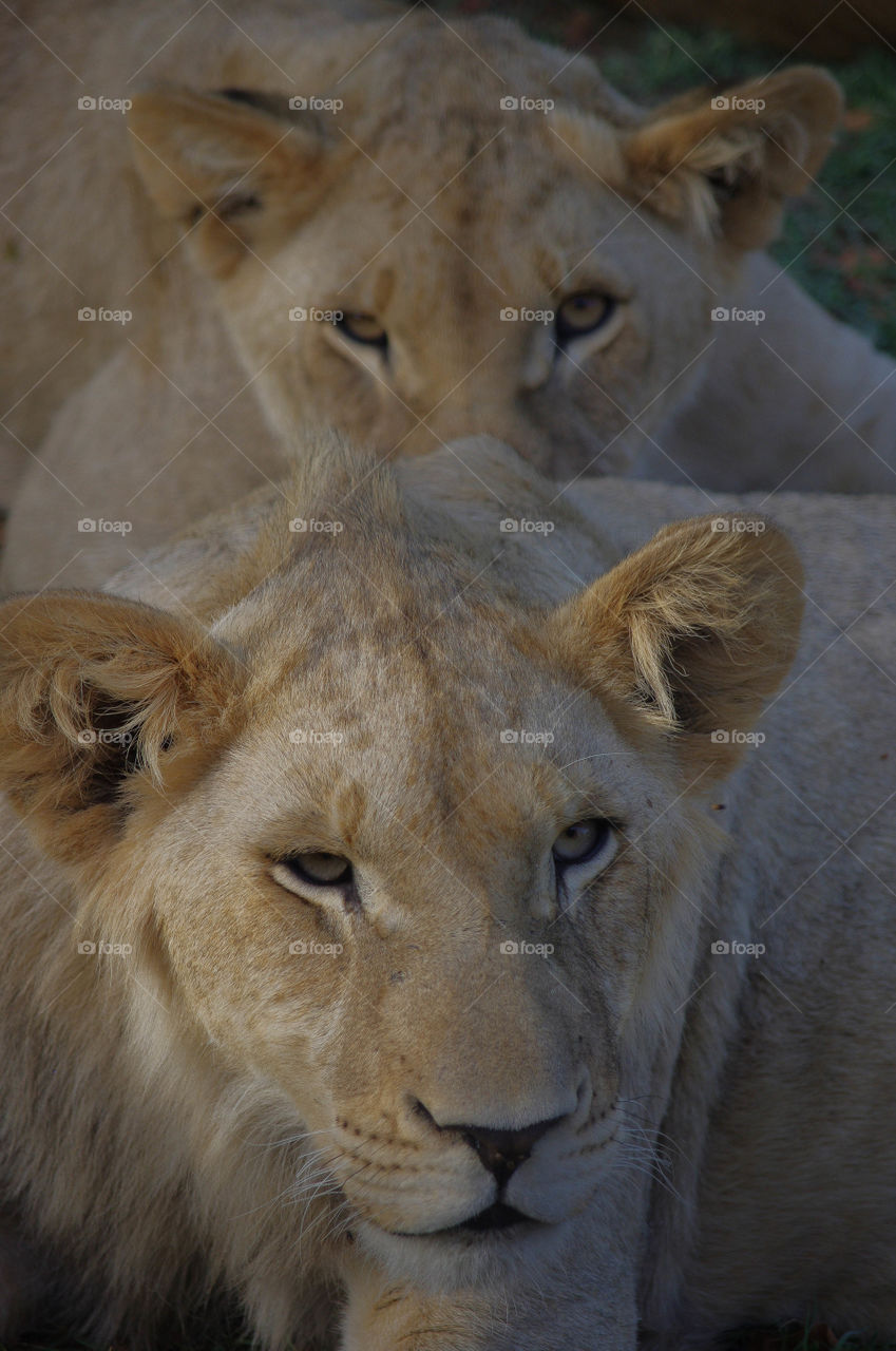 Lions in South Africa