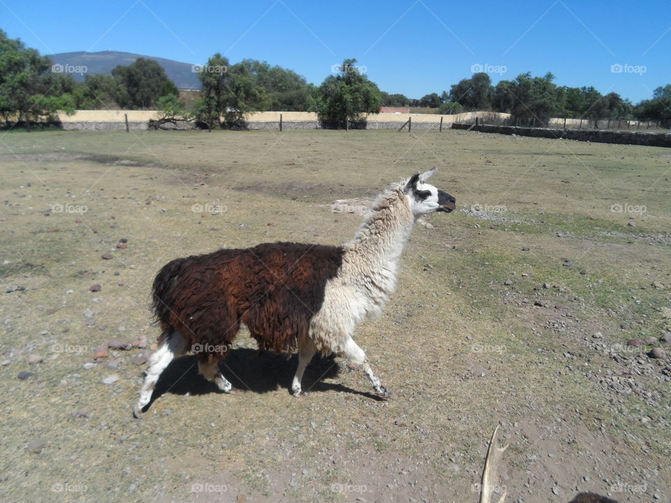 llama