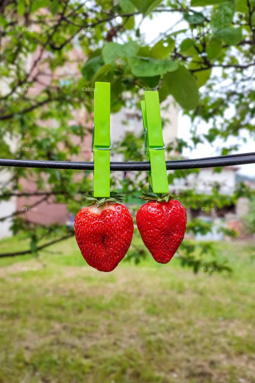 Complementary Colors, Red and Green