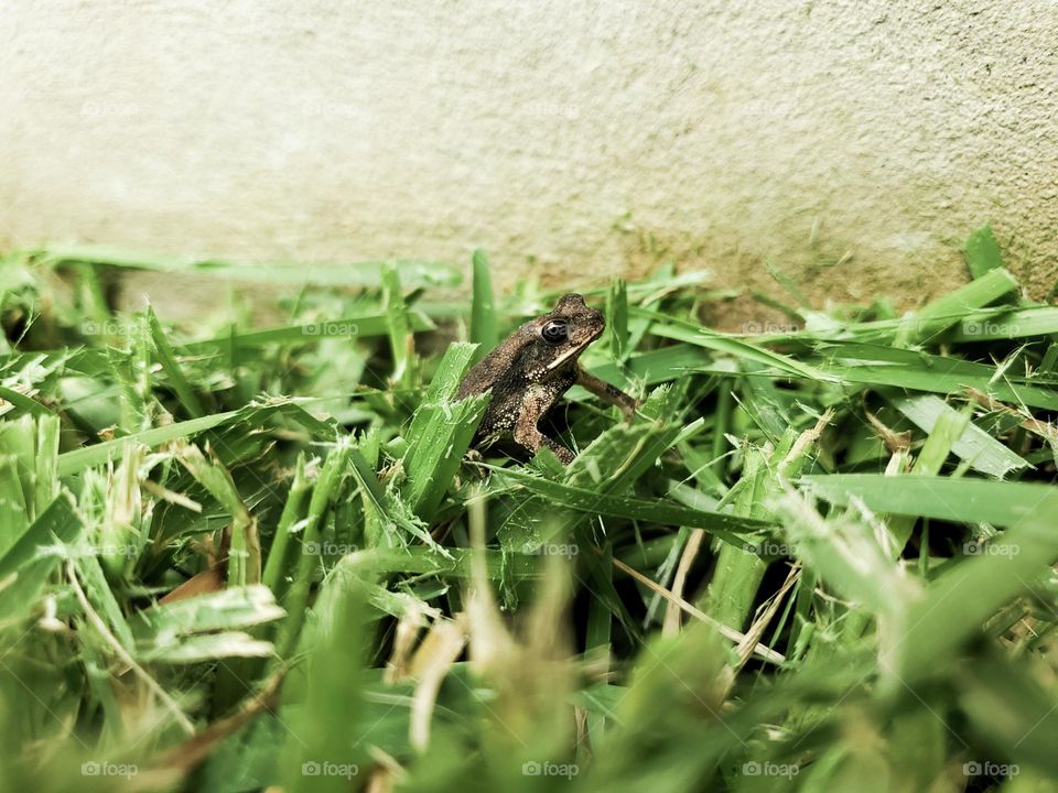 From the ground a view of a baby frog on his sight level.