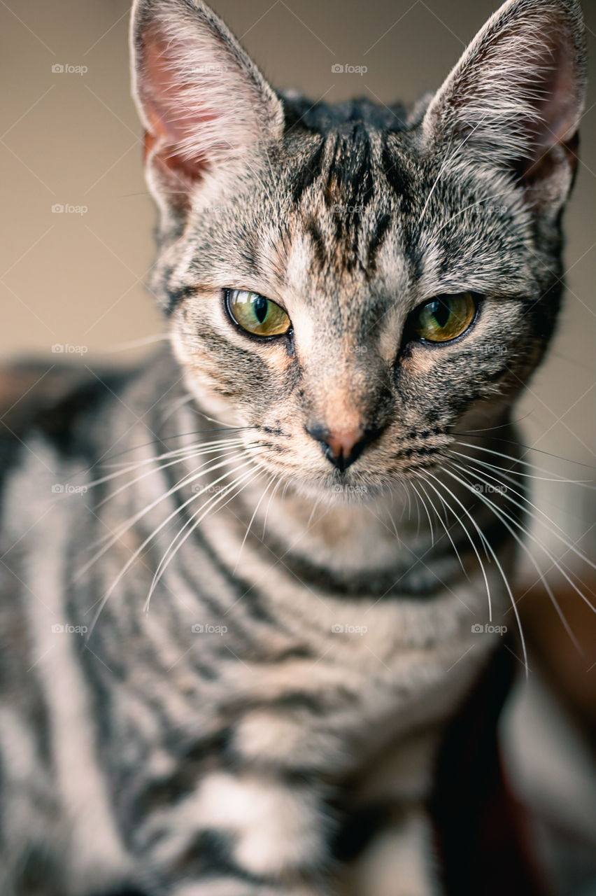 Grey Mackeral patterned cat 