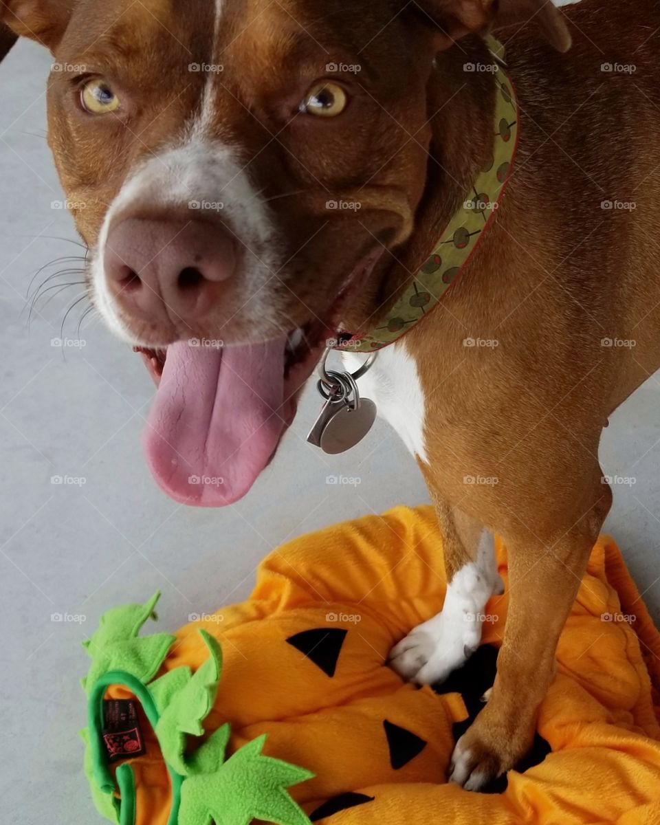 This is What Olive 🐶 Actually Thought of Her Pumpkin Halloween Outfit...Life with Pets 🤣