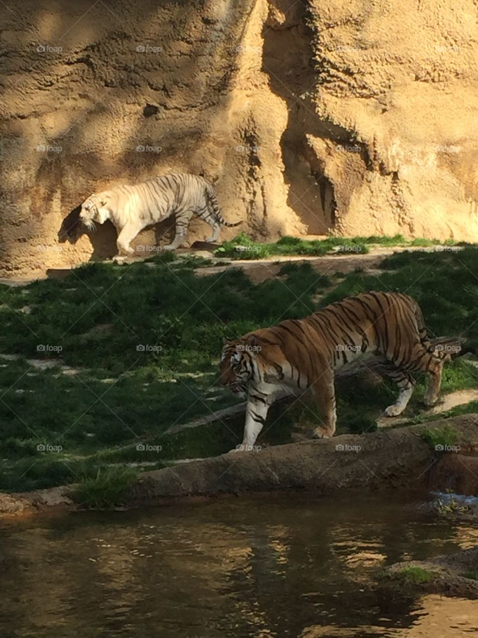 Tigers at Memphis Zoo 