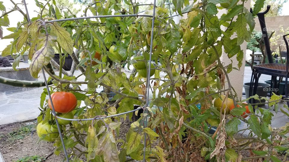 Growing tomatoes