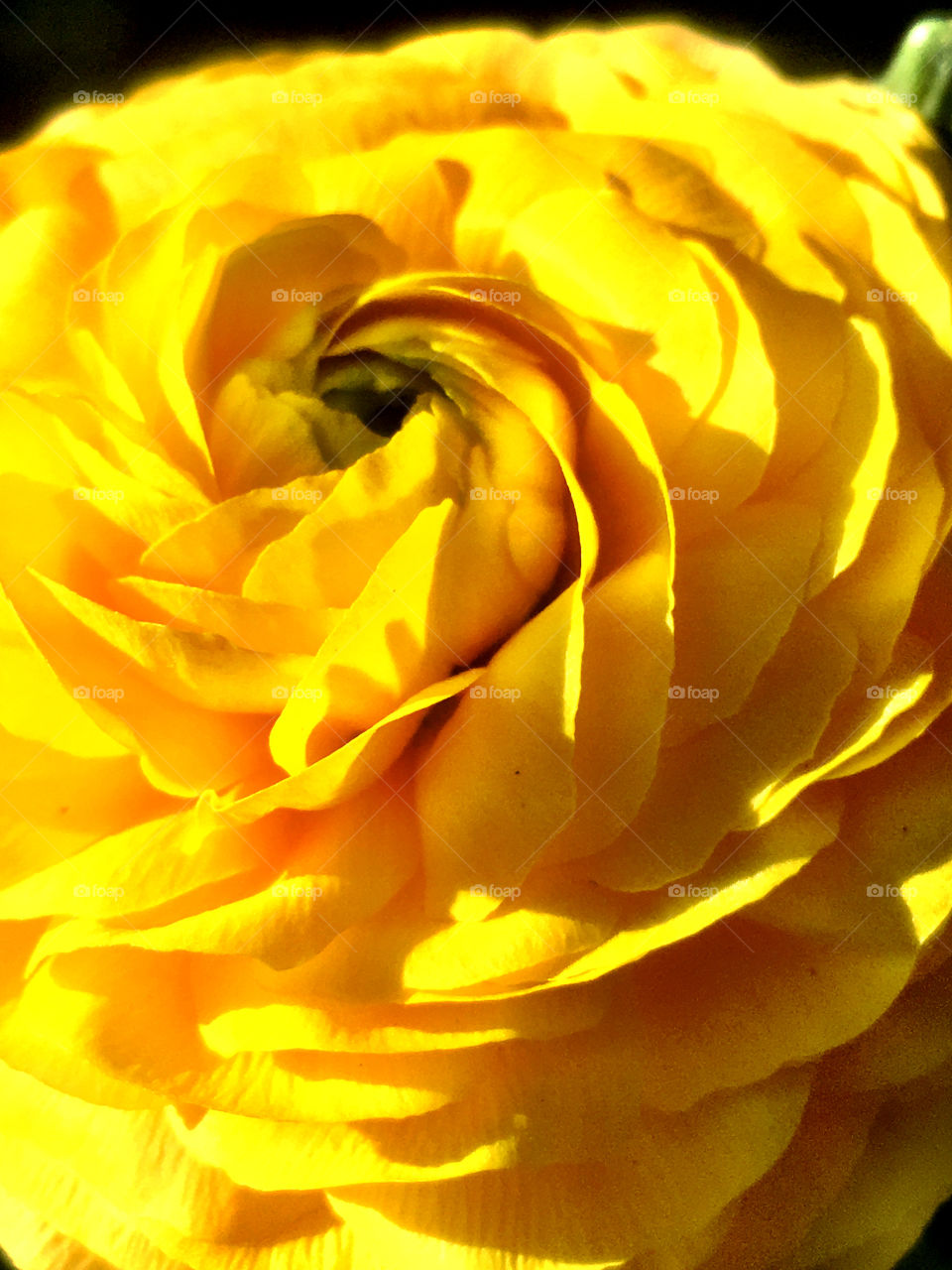 Ranunculus