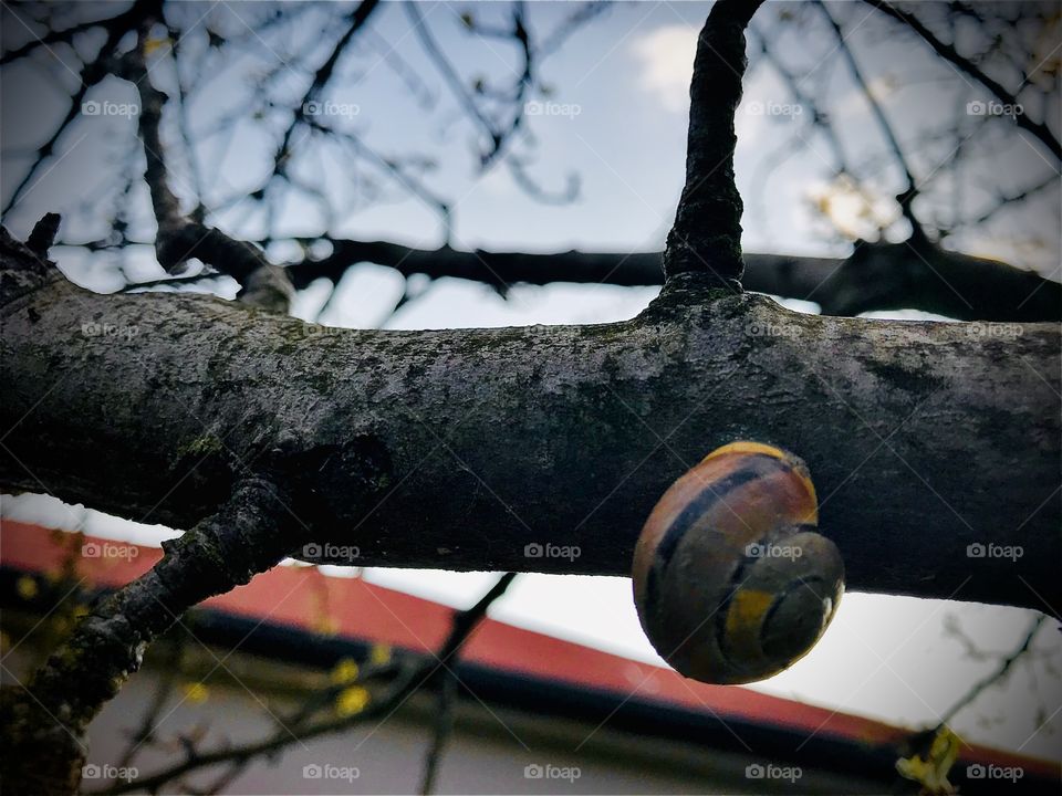 Snail on tree