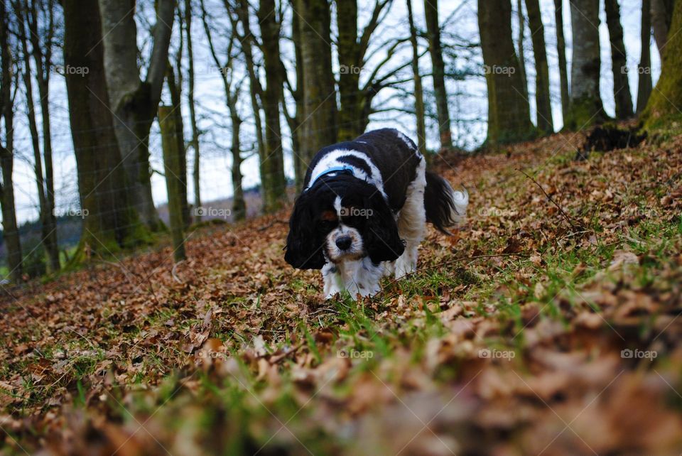 Walter the dog explores the woods in wales. 