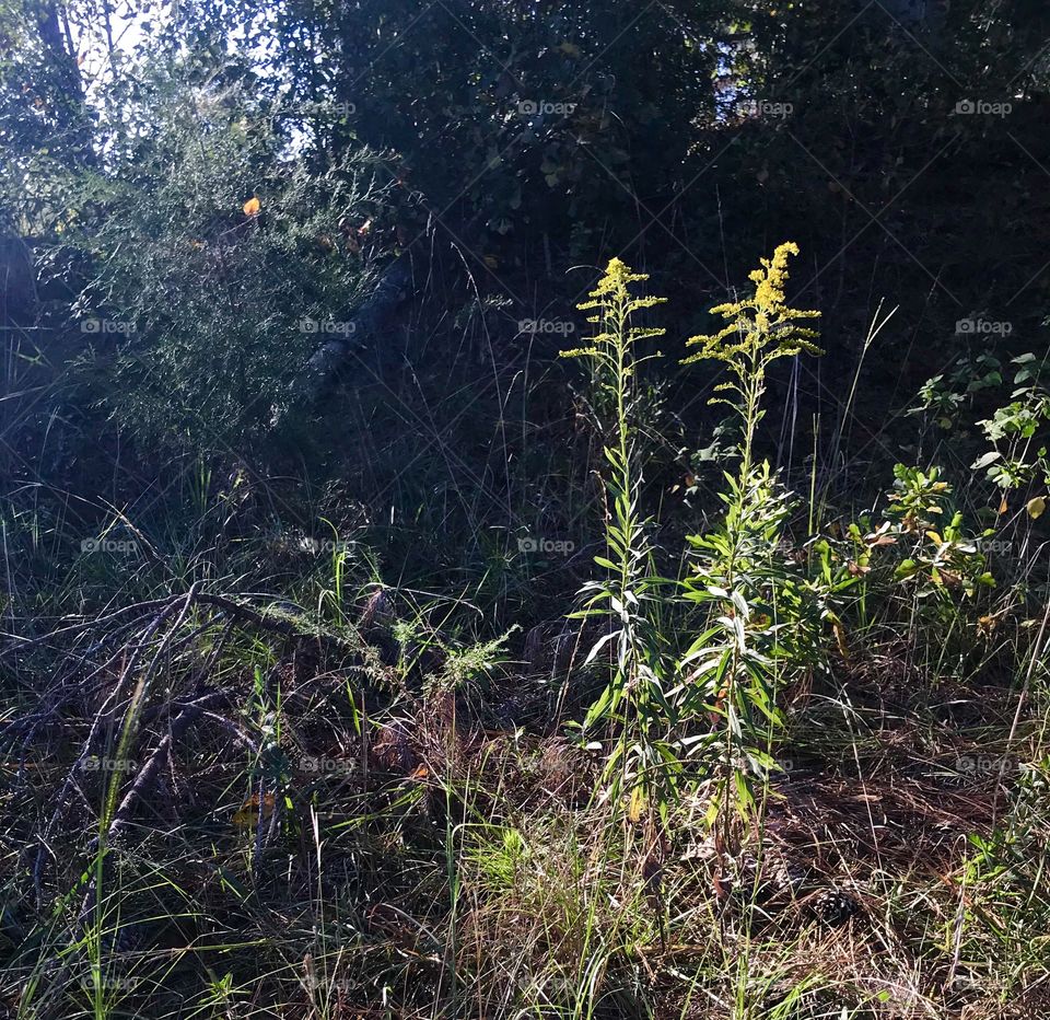 Goldenrod in the Morning. In a forest opening, goldenrod displays its sunny blooms, highlighted by a beam of sunshine.