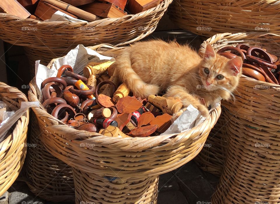 Basket with cat