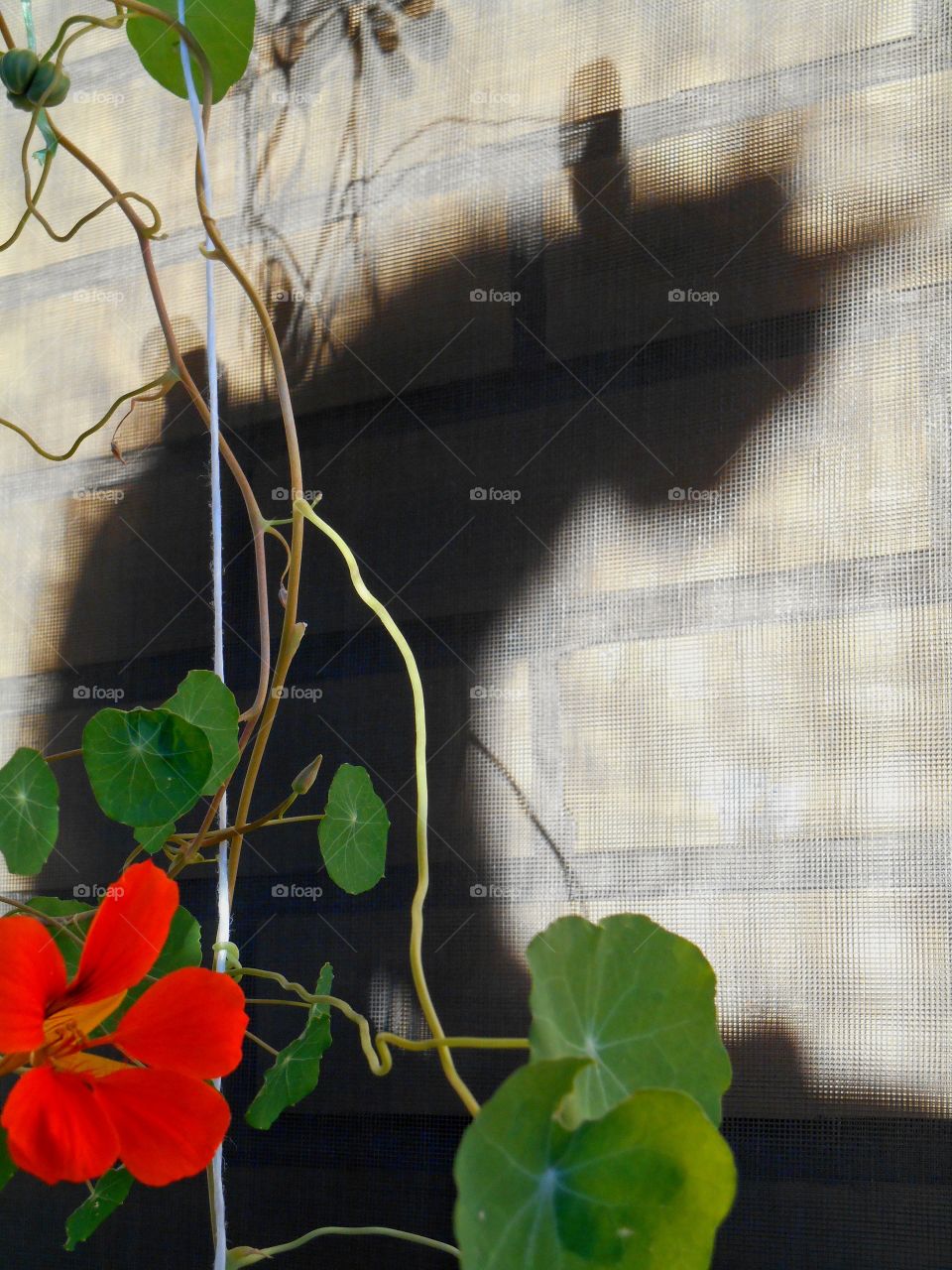 shadows cat on a wall background and flowers, beautiful texture background