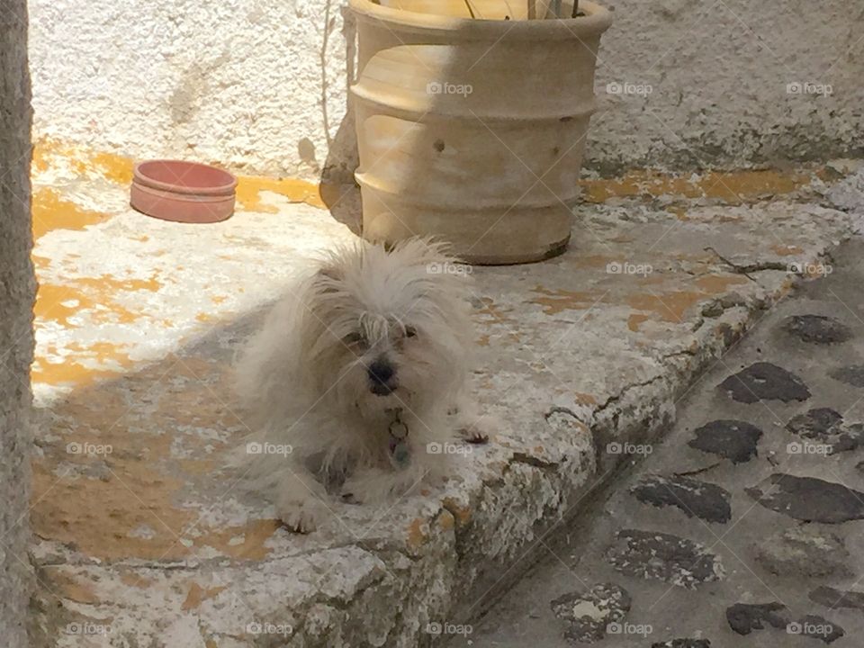 Dog in Greece