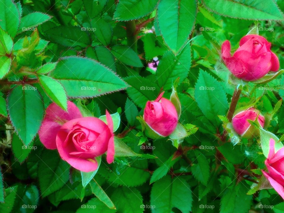 Miniature roses. Tiny rose buds