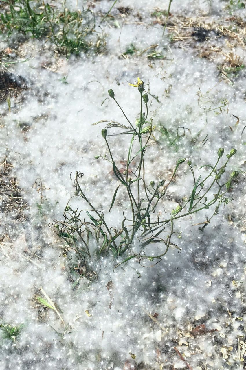 Young plants rising from the ground covered with thin spring fluff. 