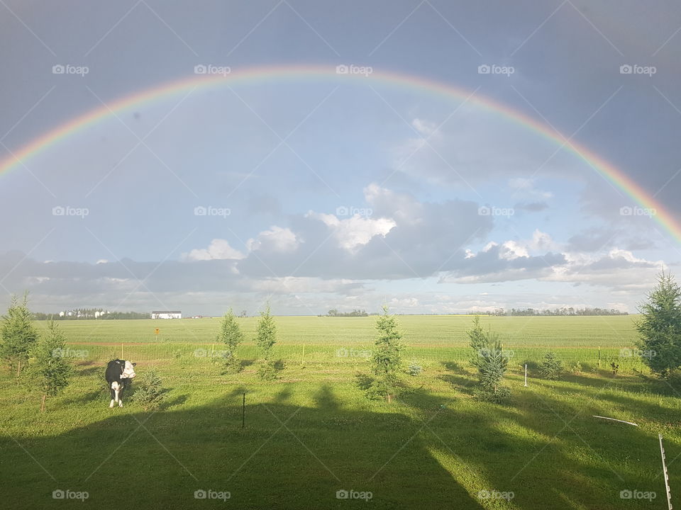 rainbows & cow