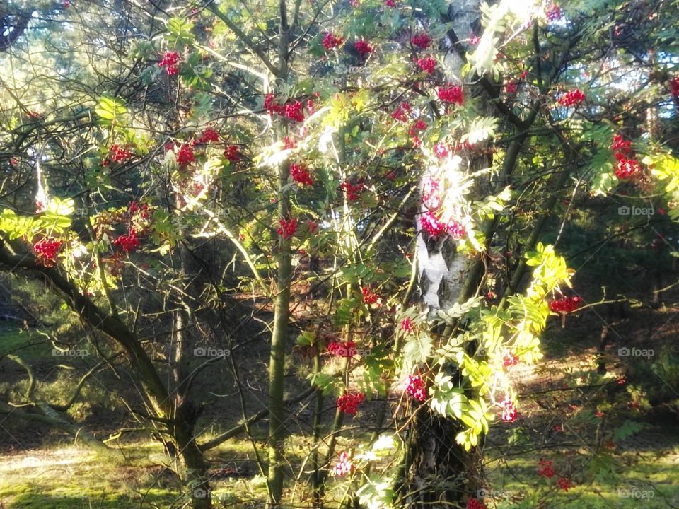 Red tree