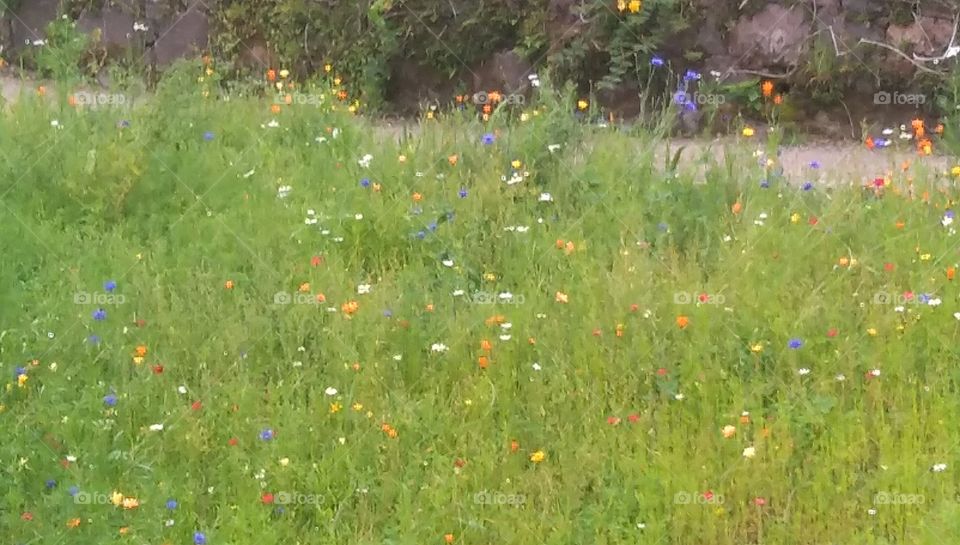 Wildflowers, Inverewe Gardens
