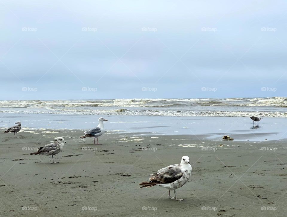Seagulls on the ocean beach 