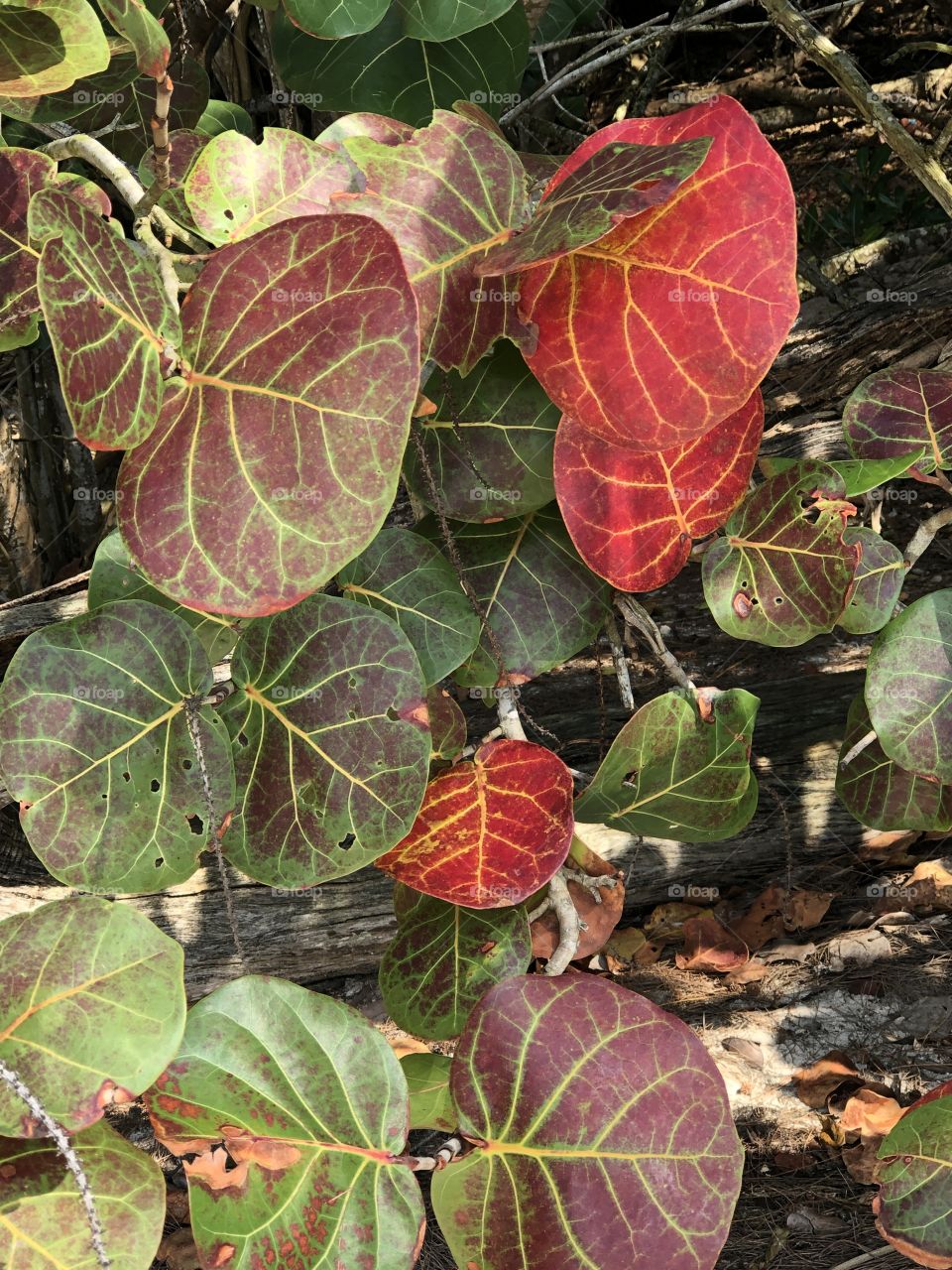 Tropical Leaves 