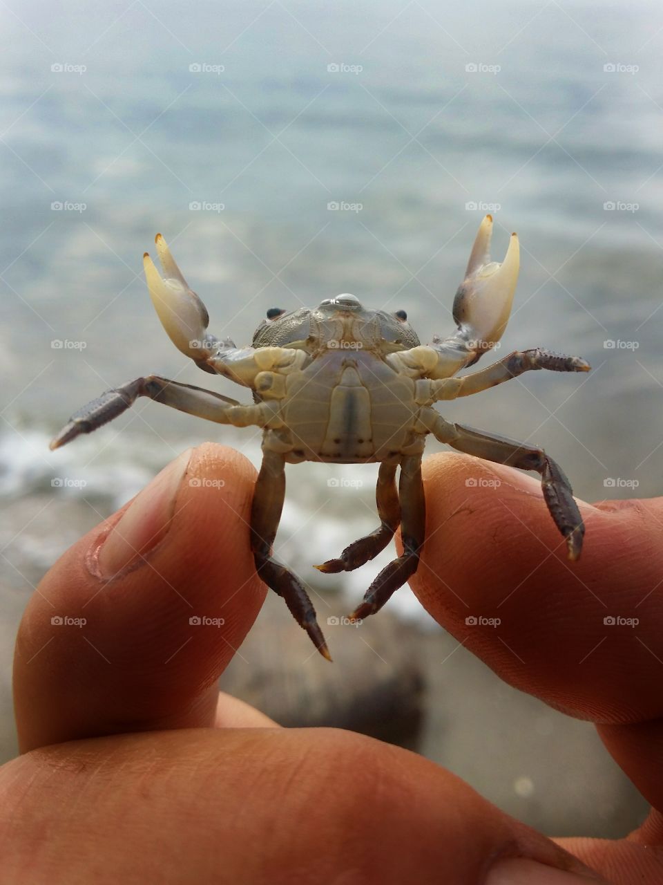 Male Crab Close Up at the Beach