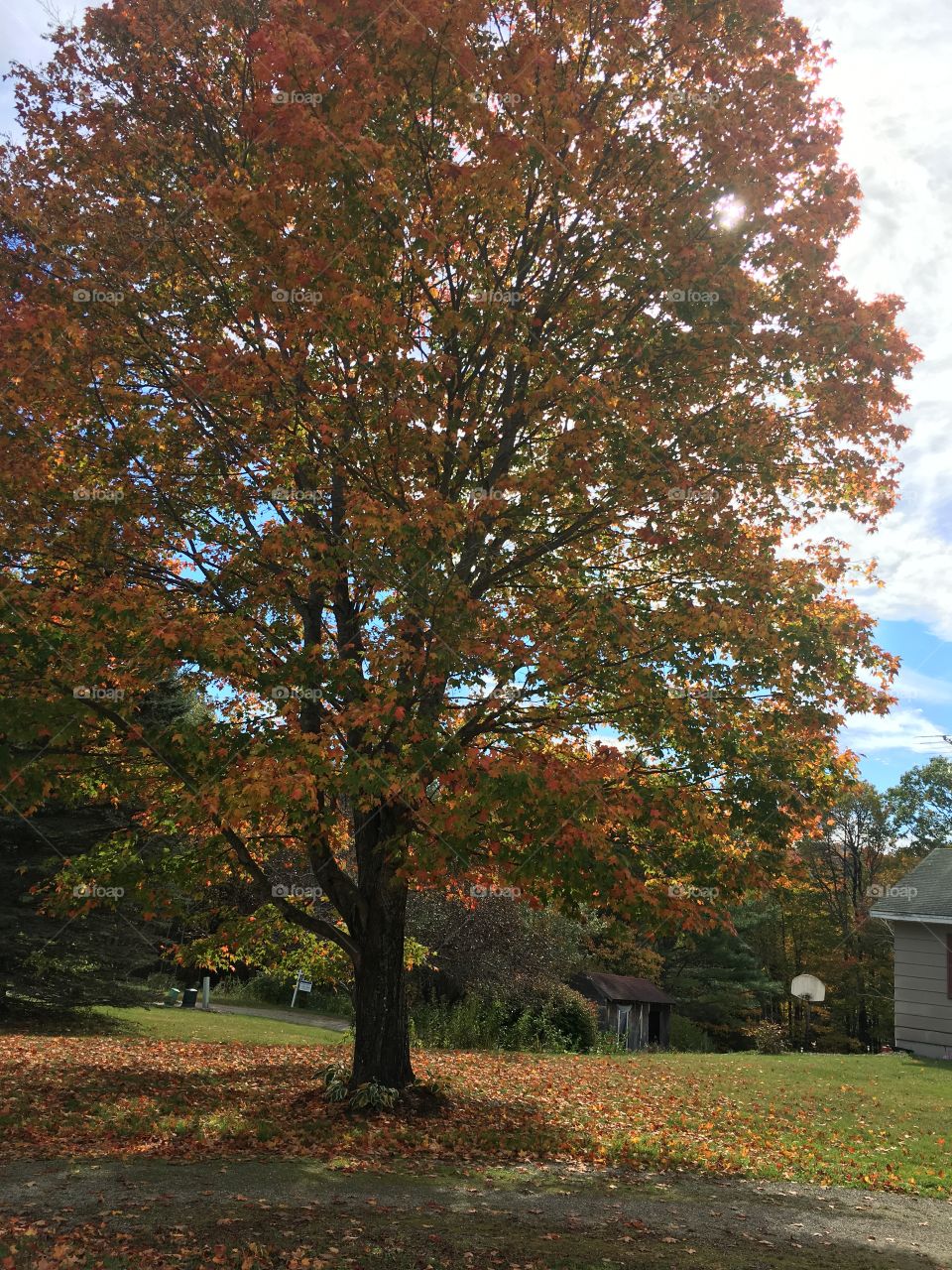 Saw a huge maple tree while walking last fall, sun shining through its falling leaves. 