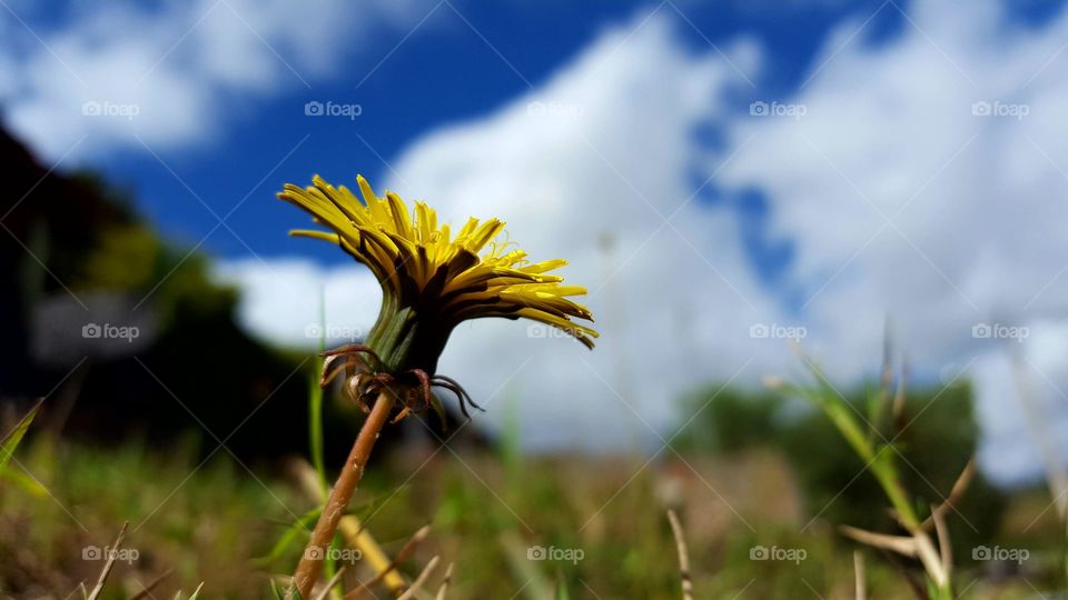 Dandelion in sky