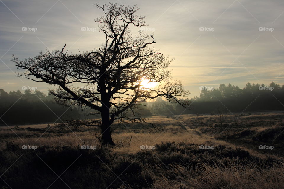 tree at sunrise. a tree in an open field at sunrise. no photo manipulations or filters where used