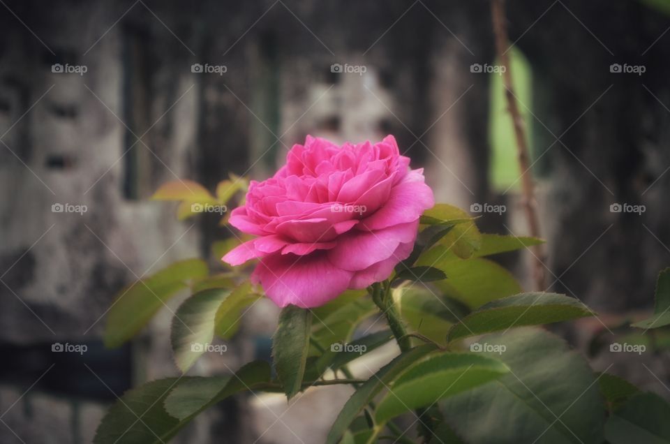 Nice flower colourful