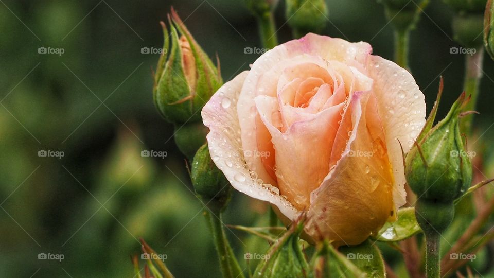 Experimentando
Experiencing