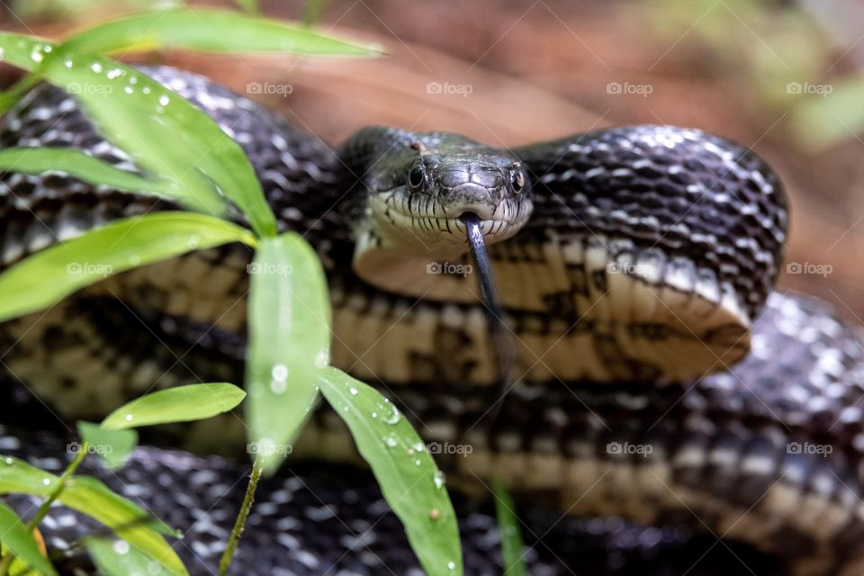 Foap, Wild Animals of the United States: An eastern ratsnake is coiled back and ready to strike. Yates Mill County Park in Raleigh North Carolina. 