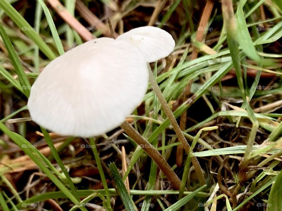 Mushrooms in the couve 