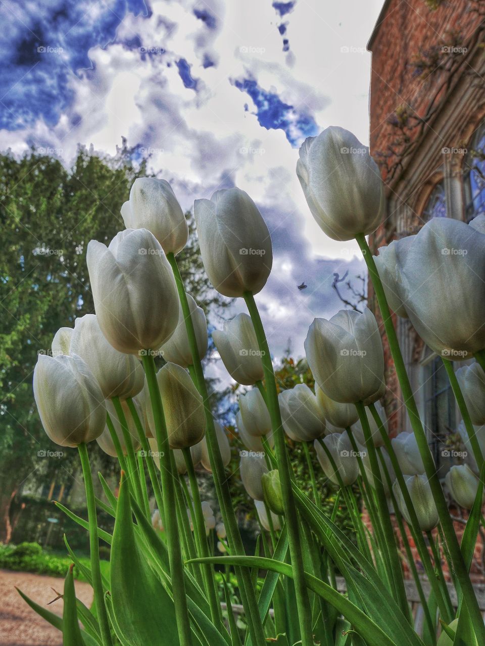 Tulips . Garden