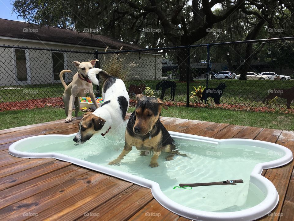 Dogs in pool. 